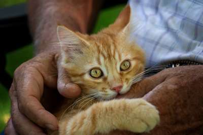 可爱的 猫 动物 哺乳动物 宠物