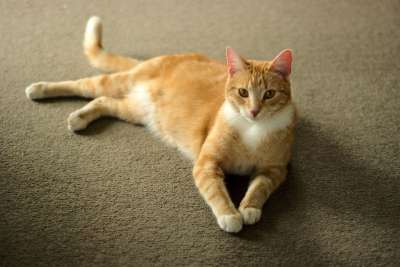 猫 肖像 宠物 可爱的 说谎