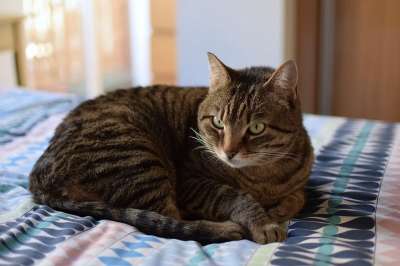猫 美丽的 国内的 动物界 肖像 动物伴侣 可爱 家庭