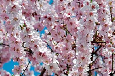 日本樱桃 开花 粉色的 树 开花的树 鲜花 春天 日本樱花 极盛