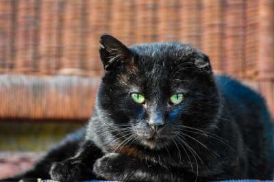 猫 黑色的 眼睛 脸 黑猫 荒野