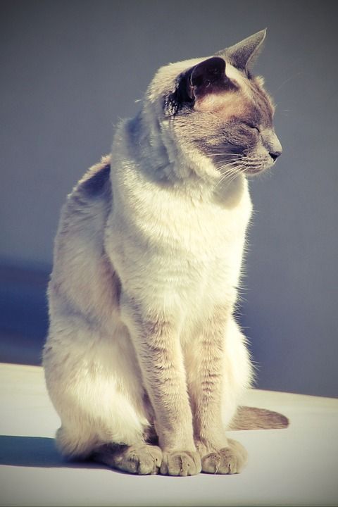 猫 暹 暹罗 品种猫 小猫 宿醉 猫肖像 家猫 动物 猫脸