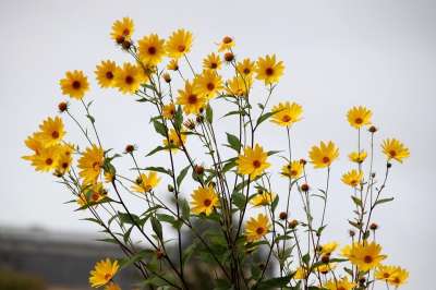 Hélianthus 太阳 鲜花 植物 花园 园艺 植物区系 秋天