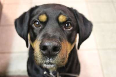 狗 宠物 动物 犬类