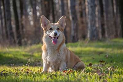 威尔士柯基彭布罗克 柯基犬 狗 宠物 动物 谱系 纯种 草 坐着