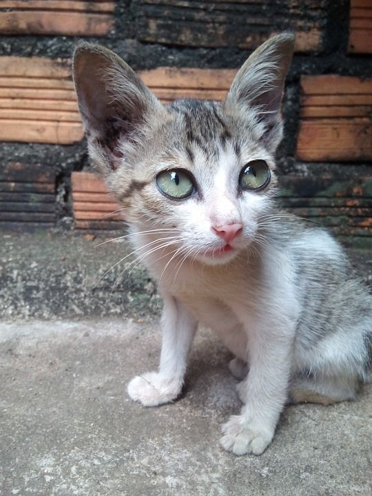 猫屋医生 猫 大花猫