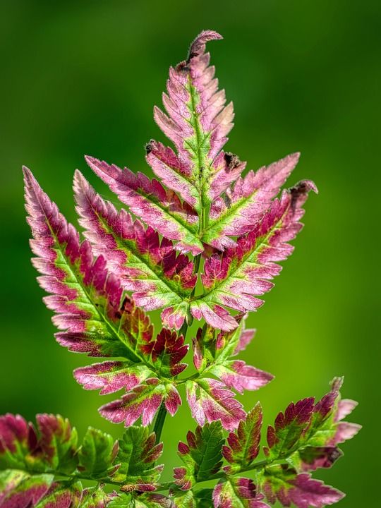 蕨类 叶子 植物 抽象 多彩多姿的 干枯 秋天的树叶 秋天的