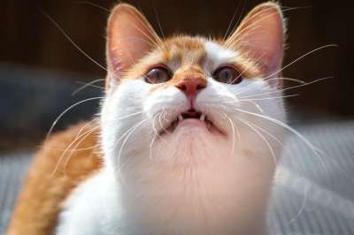 猫 红色的 白色的 看法 求 家猫 小猫 肖像 头 牙齿