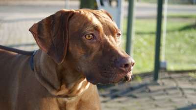 罗得西亚脊背犬 狗 家畜 头 棕色的 种族 品种的狗