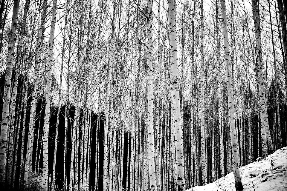 Birch, 树, 风光, 冬季, 雪, 森林, 江原