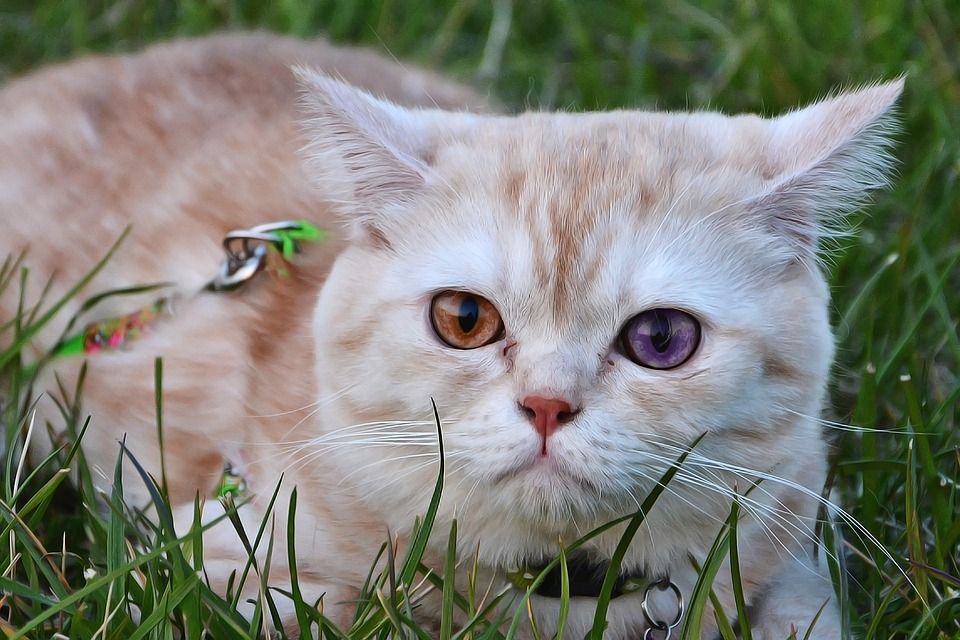 猫, 宠物, 可爱, 甜的, 猫咪, 小动物, 猫须, 动物, 动物肖像