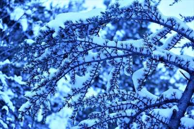 雪 冬天 自然 玻璃 森林 白色的 有天赋的人 冷 山 树木