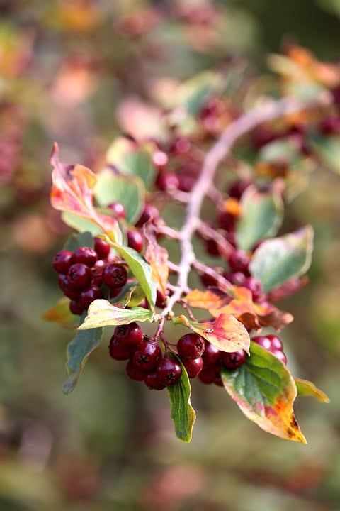 浆果 水果 衬套 花楸莓 枝杈 植物群 落下 景观 公园