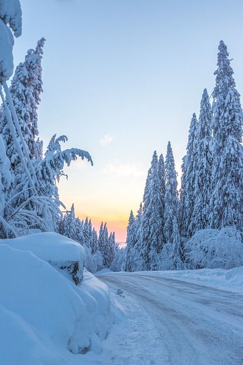冬天 日出 寒冷的 雪 芬兰 自然 景观 树木 霜 户外
