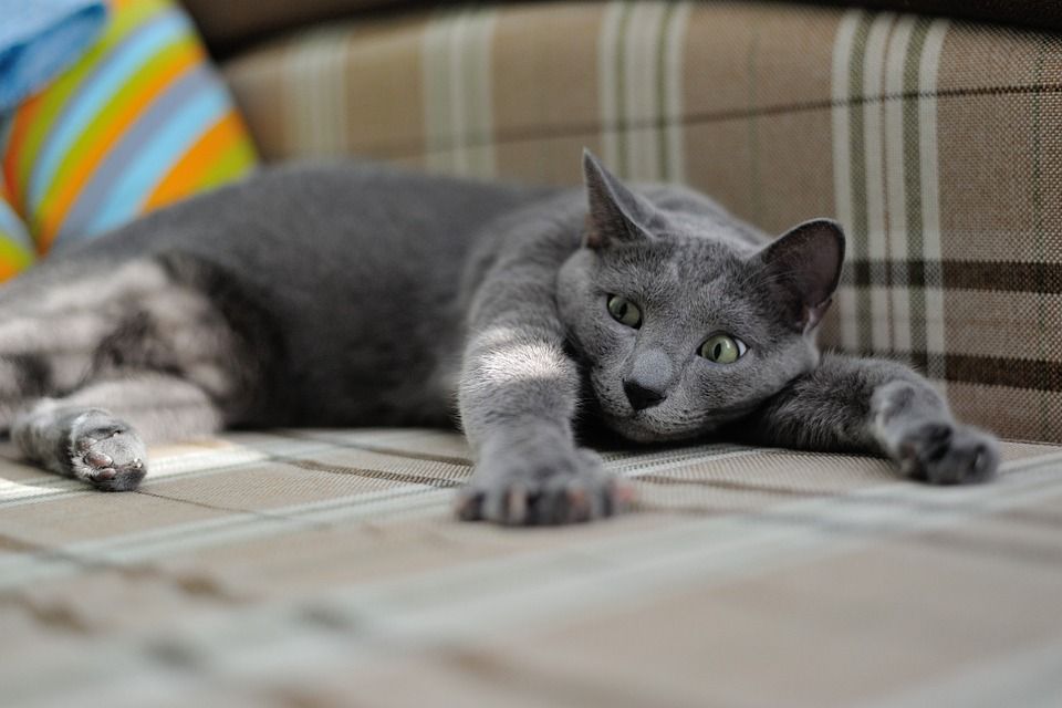 猫, 动物, 宠物, 家猫, 特写, 猫看起来, 可爱, 猫咪, 毛皮, 视线