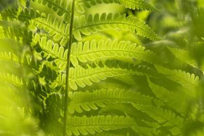 长鳍金龟子 蕨类 叶子 绿色 自然 植物 重新点亮 夏天 户外的