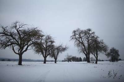 雪景 霜 寒冷的 冬天 苹果树 苹果 下雪的 下雪了 雪