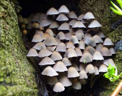 蘑菇 叮叮当当 皱纹墨水 森林蘑菇 蘑菇菌落 树真菌 落下