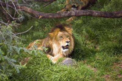 大猫 非洲 捕食者 野生动物 食肉动物 动物园 鬃毛 荒野