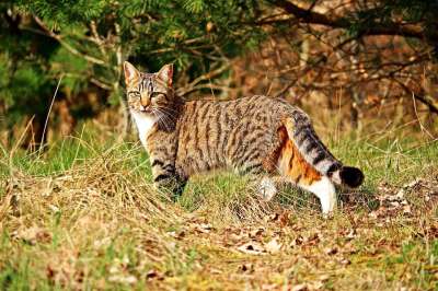 虎猫 猫 小猫 鲭鱼 家猫