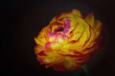茛 花 黄红色花 开花 双色 红色的 黄色 明亮的 花瓣