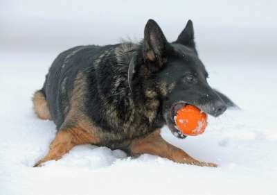 狗 犬类 冬天 雪 冰 德国 德国牧羊犬 特写 美丽的 自然