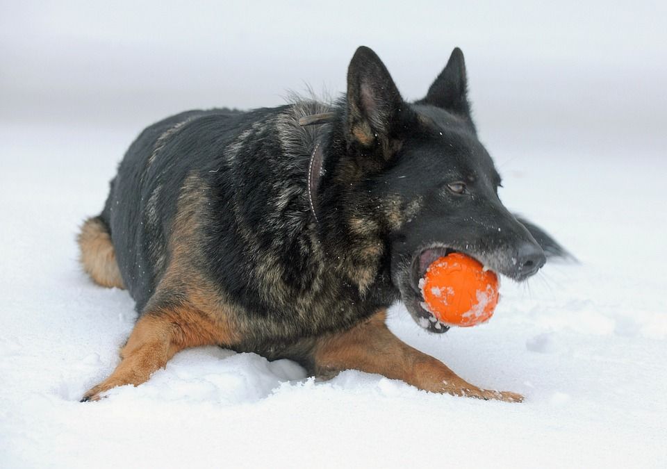狗, 犬类, 冬天, 雪, 冰, 德国, 德国牧羊犬, 特写, 美丽的, 自然