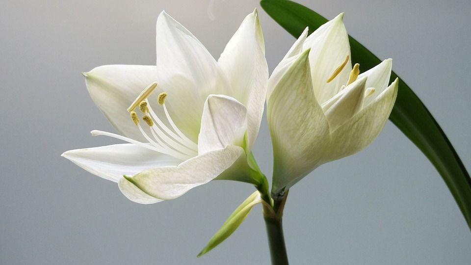 自然, 花瓣, 植物, 白色的, 花, 花的, 莉莉