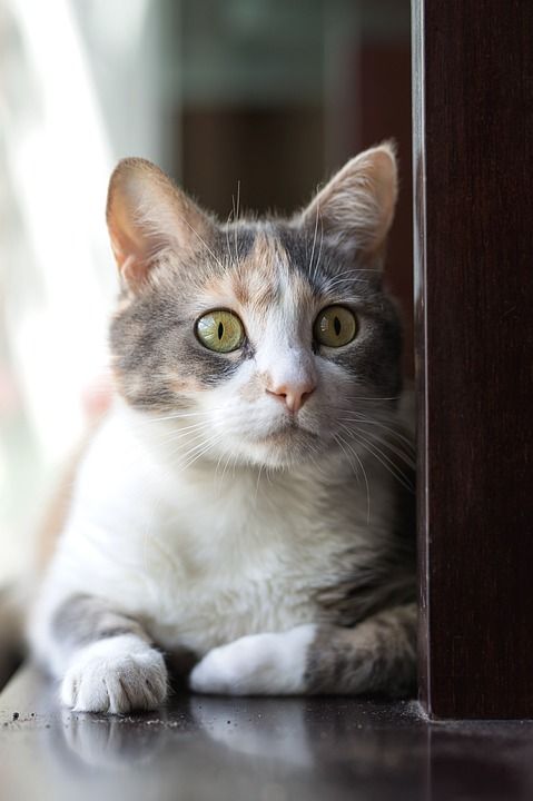猫, 动物伴侣, 美丽的, 动物界, 国内的, 小猫咪, 三色的神经系统