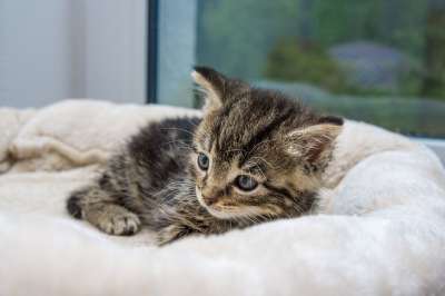 猫 小猫 家畜 动物 毛皮 国内的 家猫 猫肖像 野生动物