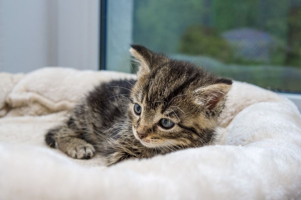 猫, 小猫, 家畜, 动物, 毛皮, 国内的, 家猫, 猫肖像, 野生动物