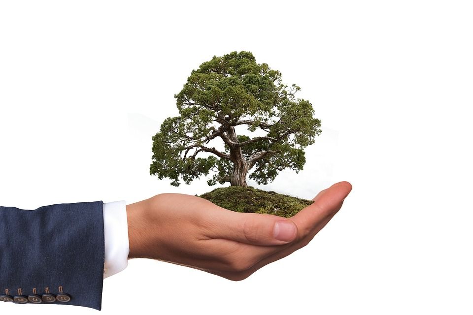 环境, 树, 自然, 自然保护区, 手, 保持, 盆景, 绿色, 树叶