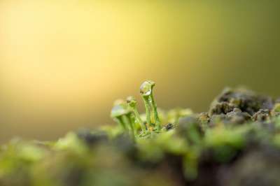 苔藓 微小的 宏 秋季数据 森林