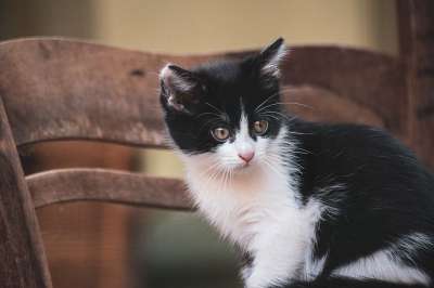 猫 哺乳动物 动物 野生动物 猫宝宝 家畜 黑色的 白色的 小猫