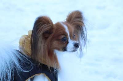 狗 品种 雪 乳头状 纵向 毛皮 动物 注意力 朋友 白