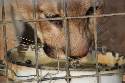 美洲狮 大的 猫科动物 猫 动物 彪马 美国 自然 野生动物