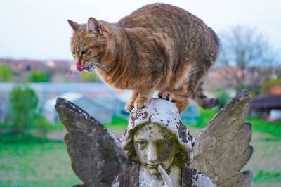 天使 猫咪 语 欧洲猫 灵活性 敏捷 捕食者 背景 性能 平衡