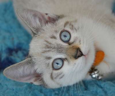 猫 小猫 头 猫看 蓝眼睛 家畜 婴儿的小猫