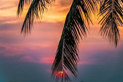 日落 海滩 热带 海岸 Arecaceae 天空 没有一个人 太阳