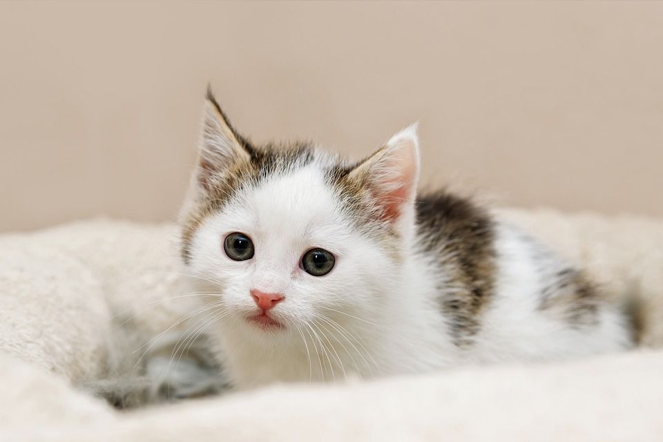 小猫, 猫宝宝, 小的, 可爱的, 家畜, 家猫, 猫, 幼兽, 猫肖像, 猫脸