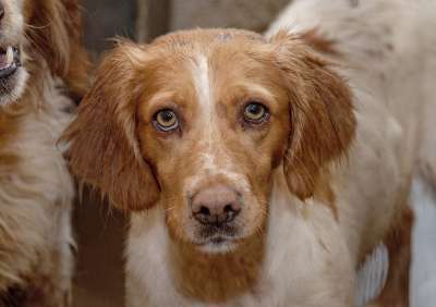 狗 伤心 小狗 犬类 眼睛 宠物 动物 国内的 哺乳动物 年轻