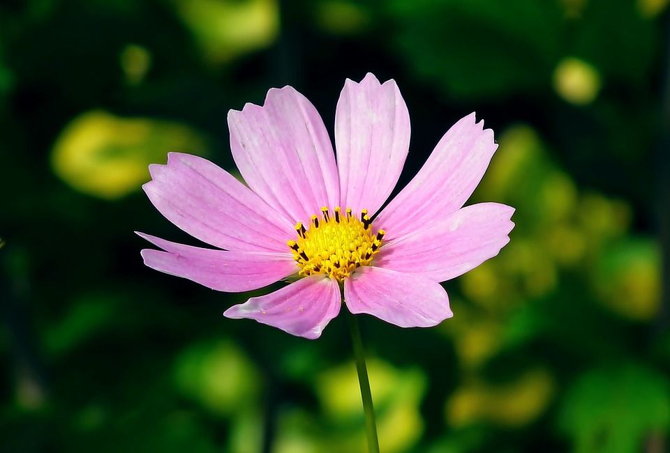 宇宙, 花, 粉红色的花, Cosmea, 花园, 自然, 特写