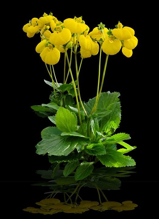花 开花 关闭 拖鞋花 春天 春天的问候 黄色 盛开 春天的花朵