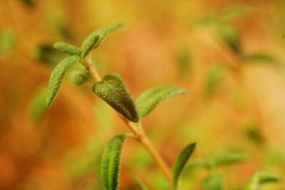 麝香草 草本植物 健康 新鲜的 叶子 有机的 绿色 成分 植物