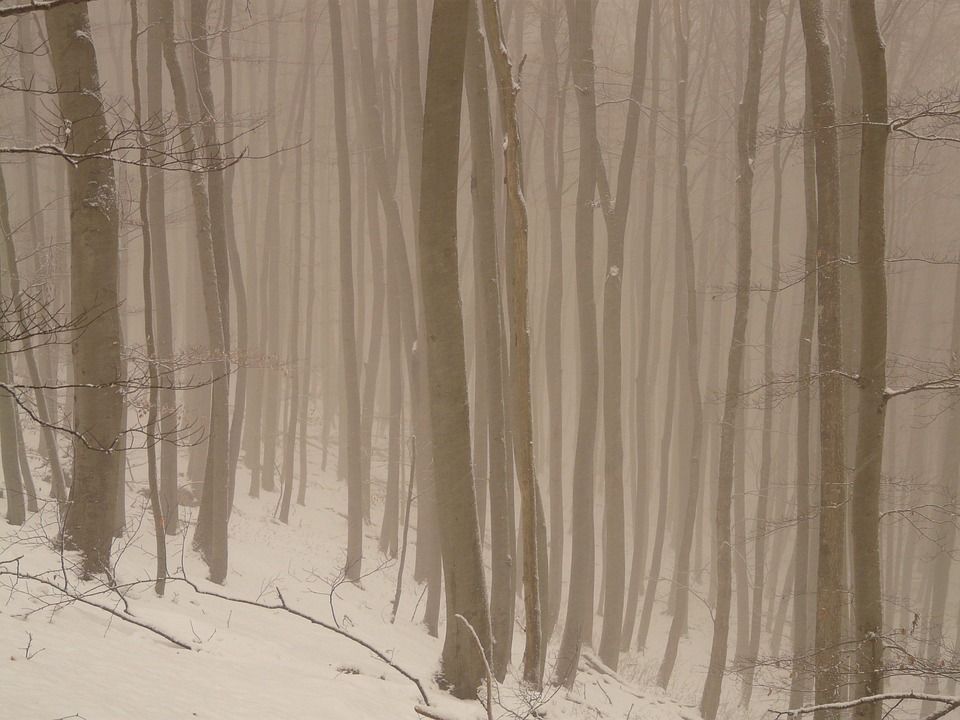 树, 树干, 多雾路段, 阴霾, 寒冷的, 冬天, 雪, 霜, 冰冷的, 孤独