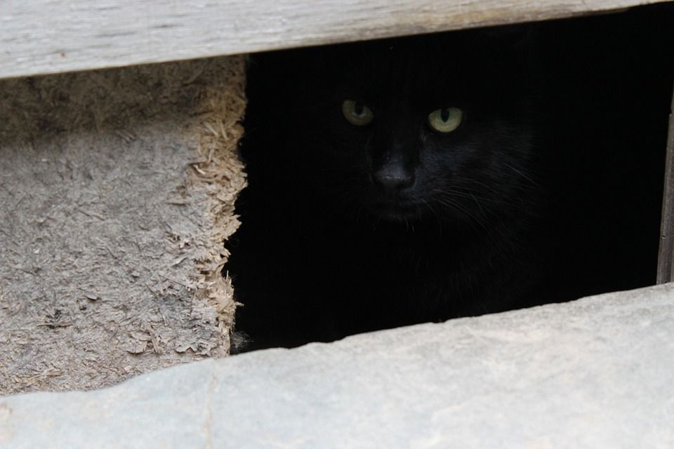 猫, 黑猫, 猫的眼睛, 动物, 小猫, 隐藏