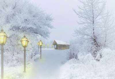 我的节日季 圣诞节 冬天 雪 寒冷的 景观 自然 树木 森林