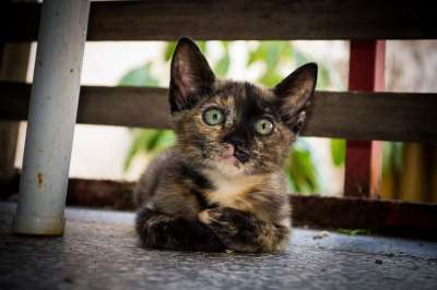 猫 基蒂 Gato 小猫 可爱的 国内的 动物 宠物 宝贝猫