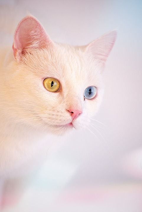 猫, 白色的, 安哥拉, 土耳其, 咖啡店, 房间, 可爱的, 动物, 宠物