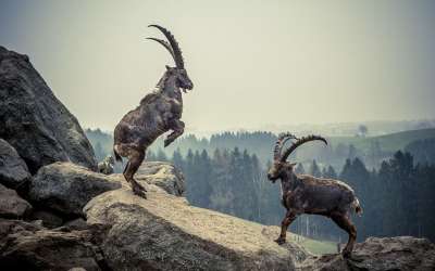 摩羯座 岩石 动物 山 高山 Ibex 阿尔卑斯山 角 高山